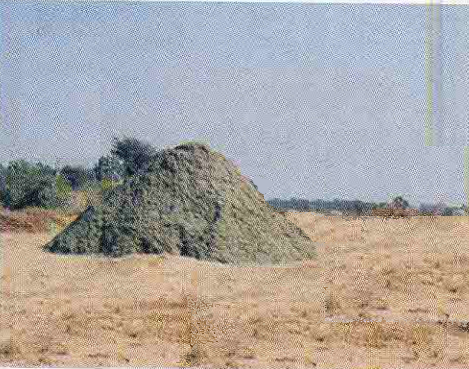 थार शोभा खेजड़ी की पत्तियों का चारा लुंग